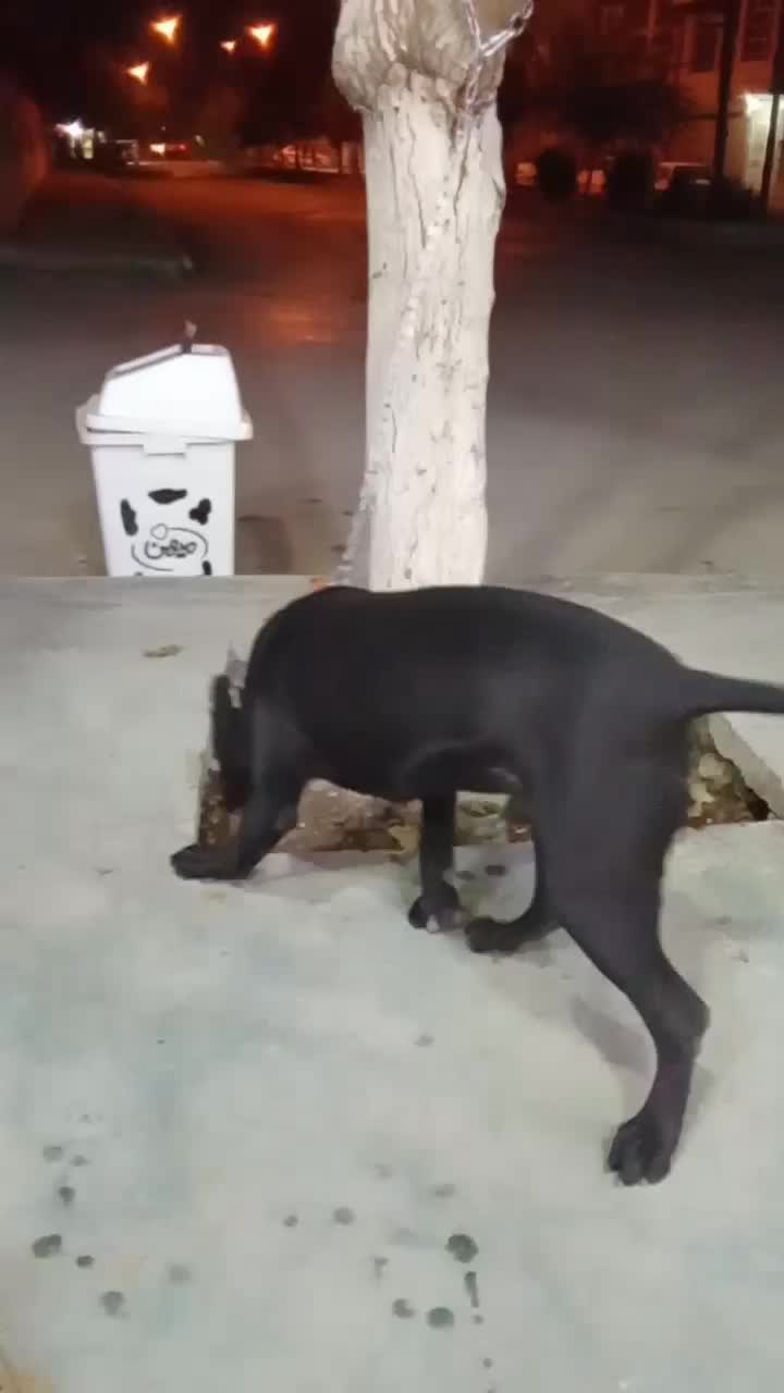 پیتبول اصیل نر|سگ|کرمانشاه, |دیوار