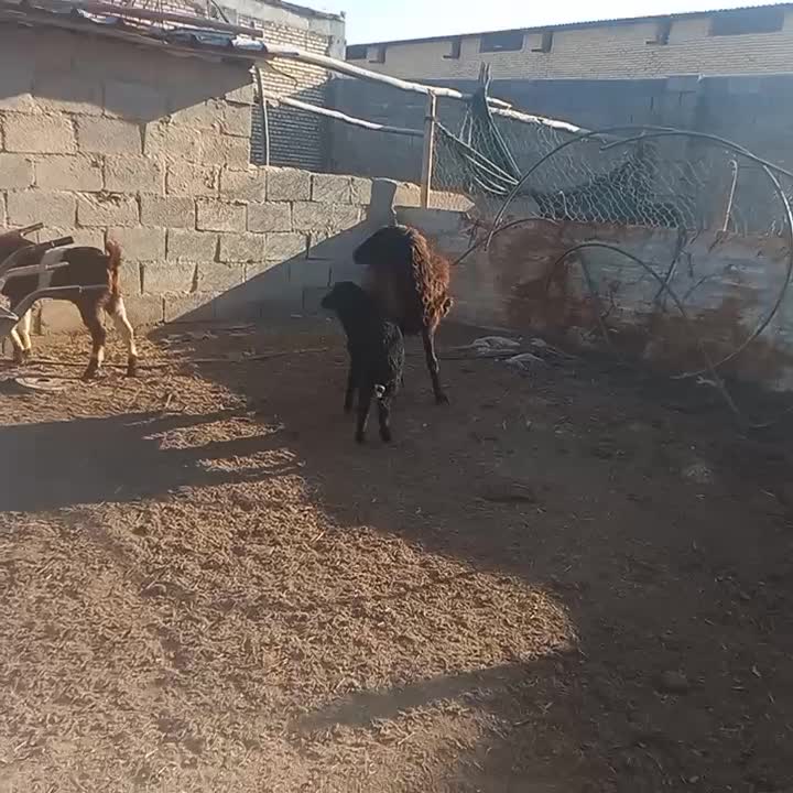 گوسفند بز نر|حیوانات مزرعه|شادگان, |دیوار