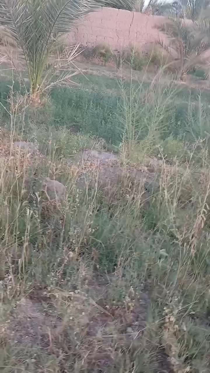 اسب|اسب و تجهیزات اسب‌سواری|بم, |دیوار