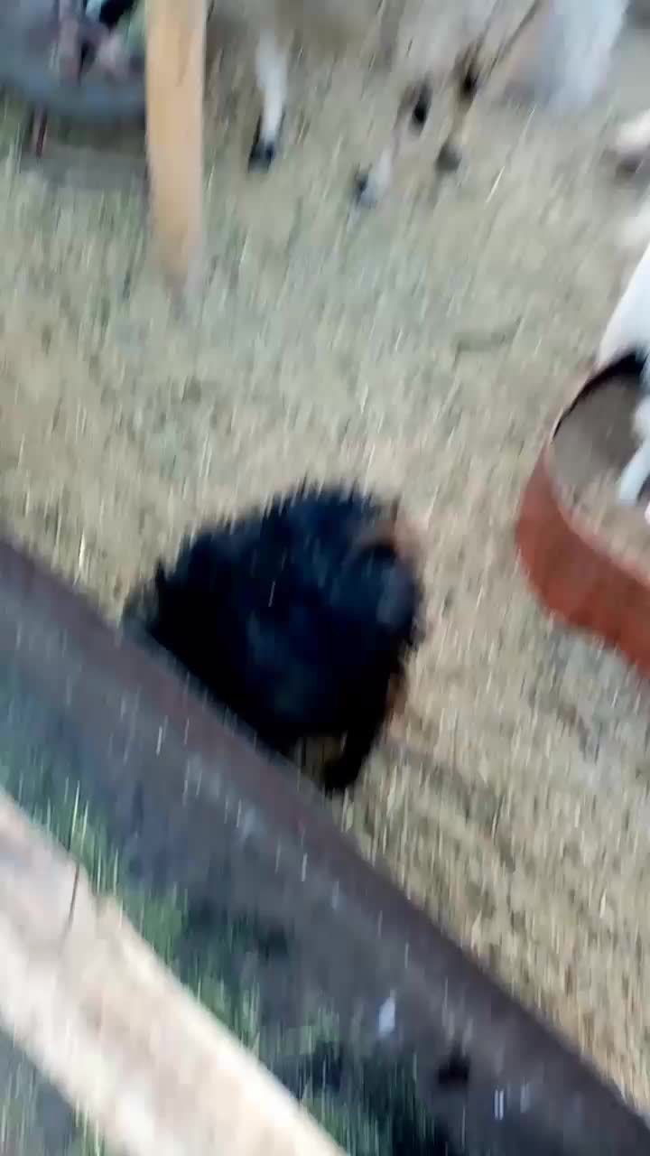 میش سرحال بابره مایه وقوچ|حیوانات مزرعه|کرمان, |دیوار