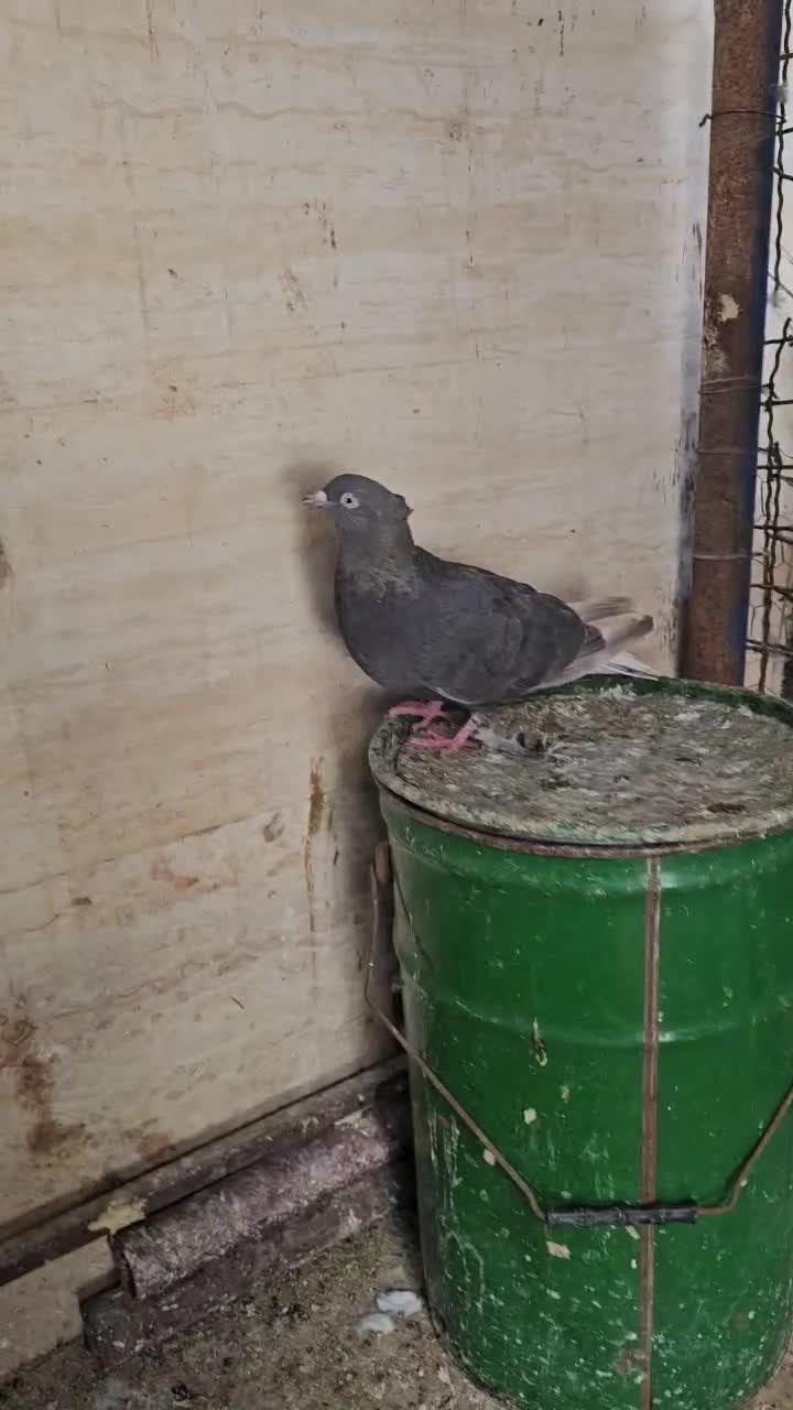 پرنده|پرنده|اهواز, منازل سپاه|دیوار