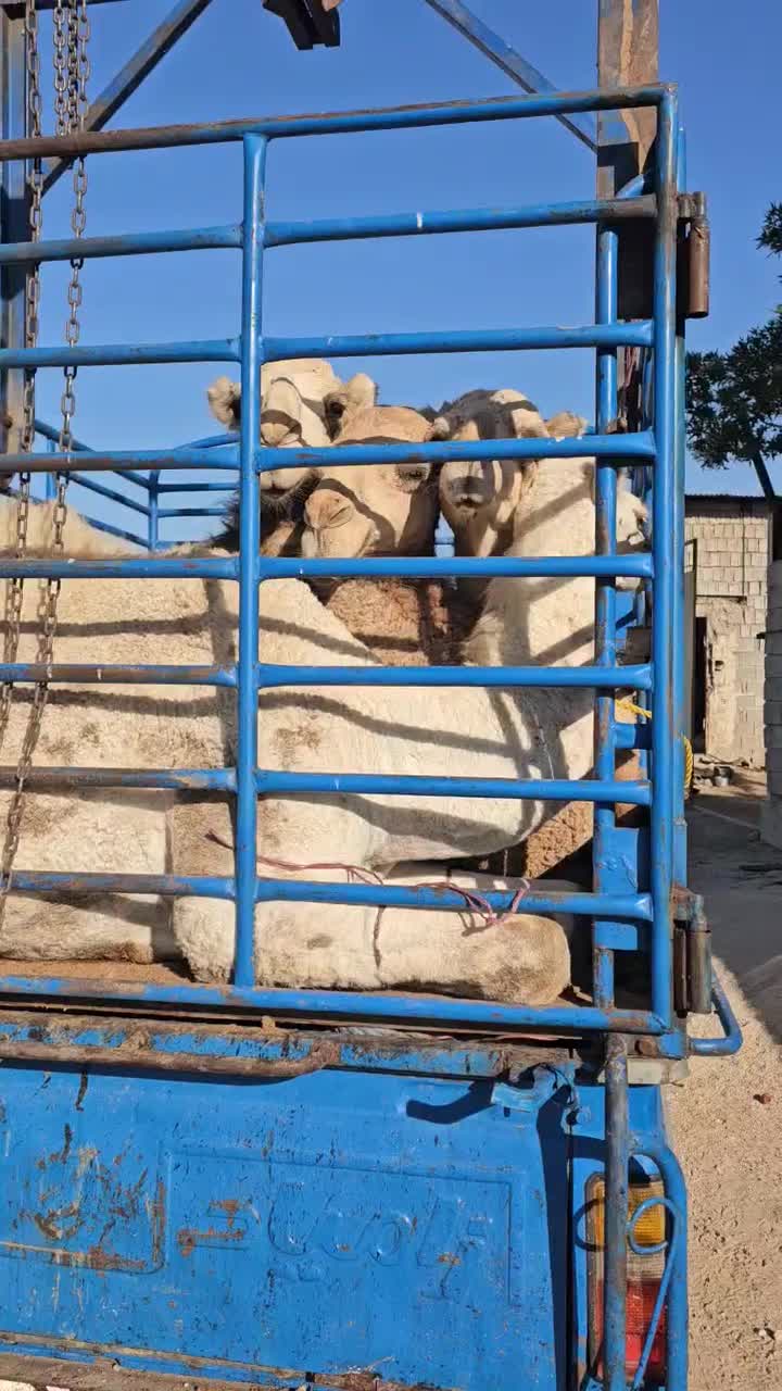 فروش شتر ریز درشت تماس بگیرید|حیوانات مزرعه|شیراز, علی آباد|دیوار