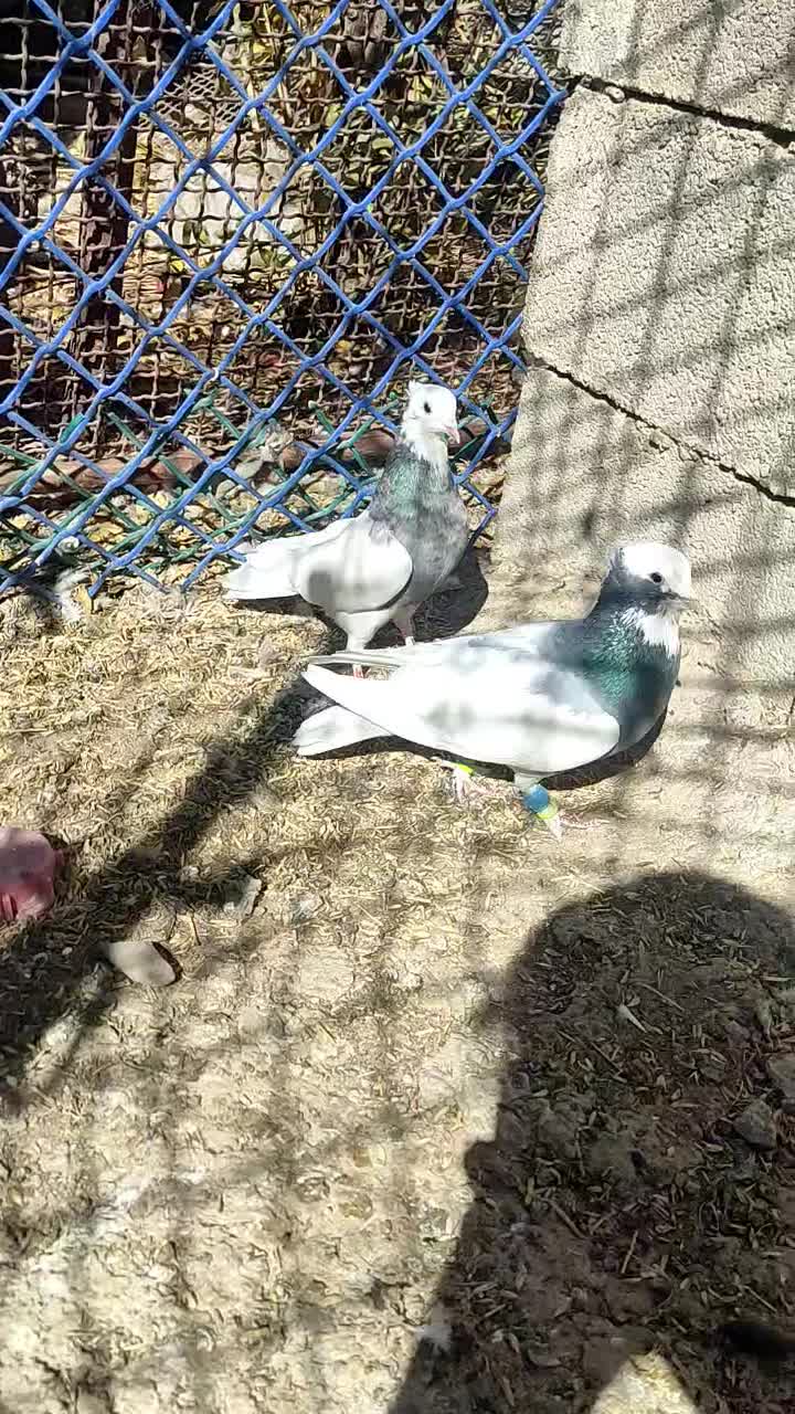 کبوتر طوقی|پرنده|شیراز, شهرک رضوان|دیوار