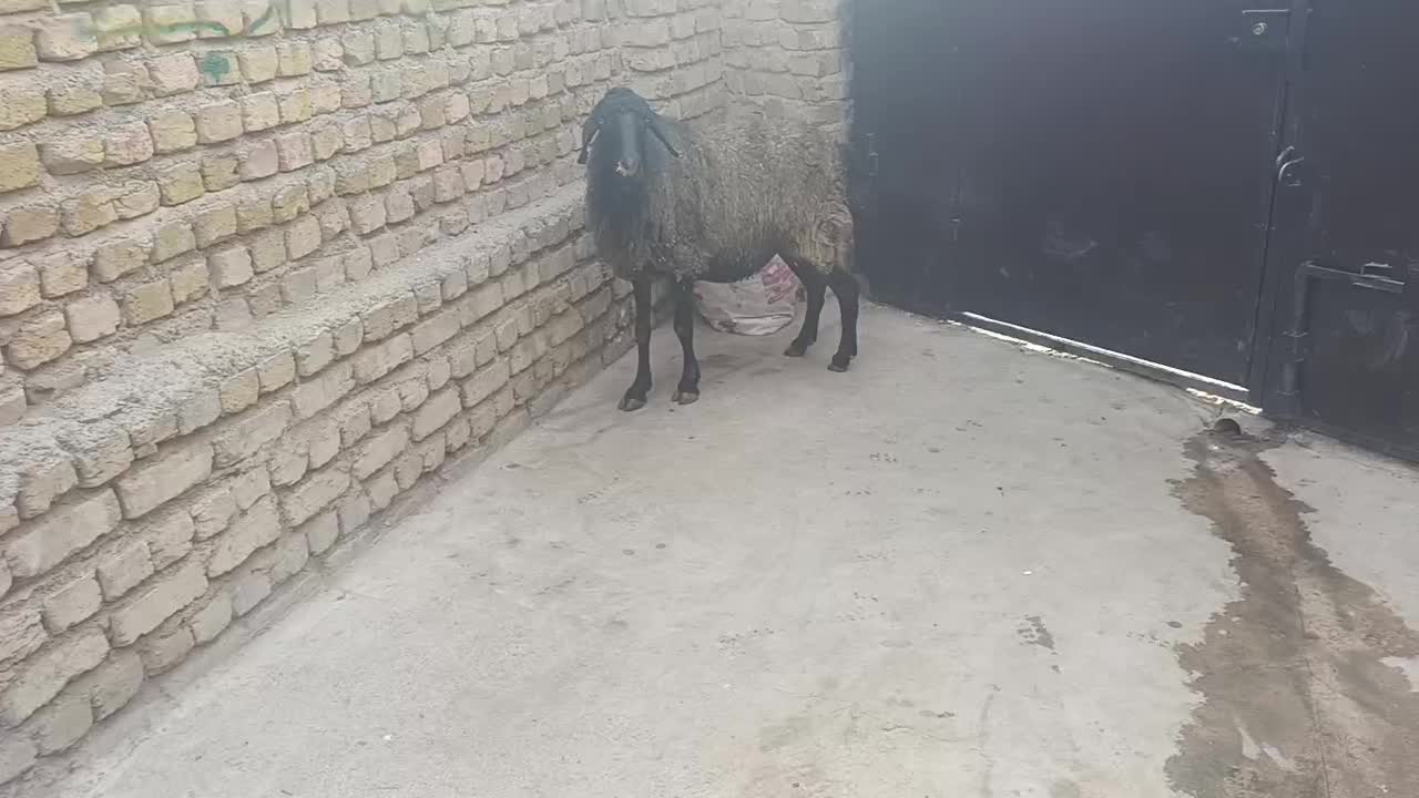 آبستن سر پستان جوان|حیوانات مزرعه|کرج, حسین آباد (اکبر آباد)|دیوار