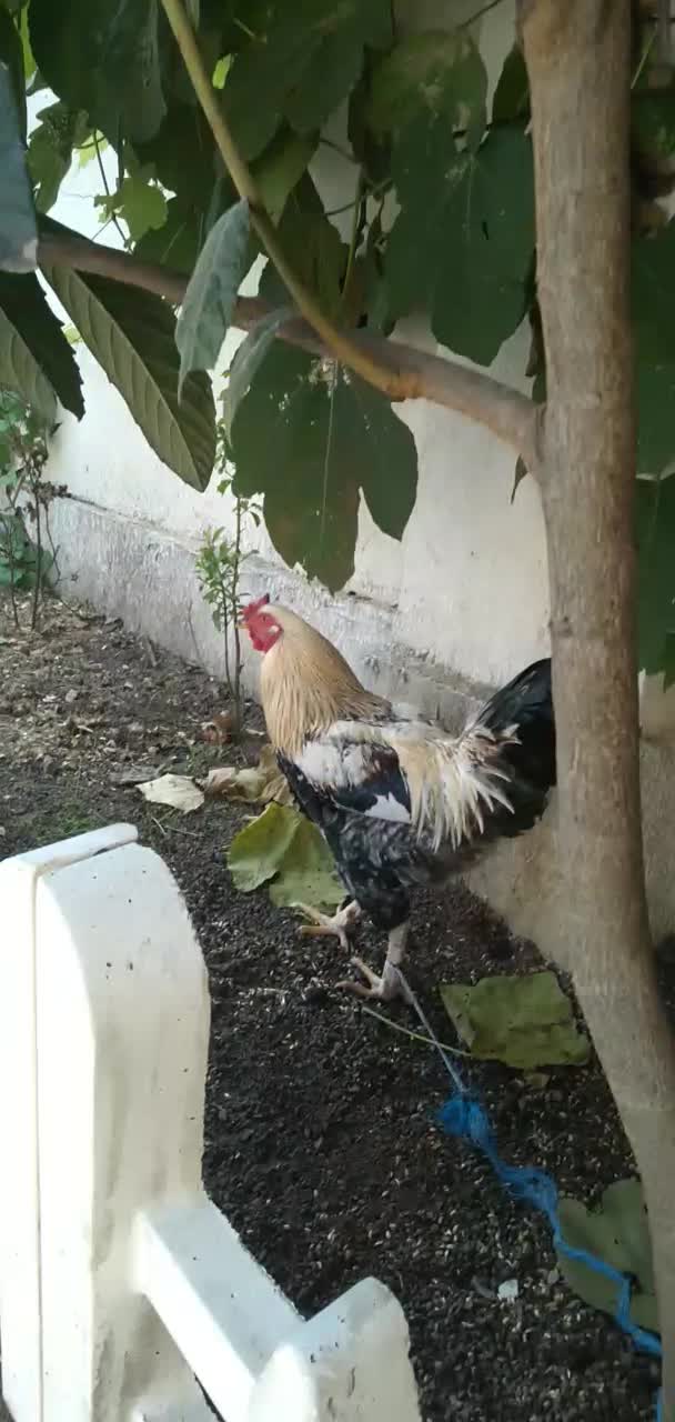 خروس محلی چهل تاج|حیوانات مزرعه|لنگرود, |دیوار