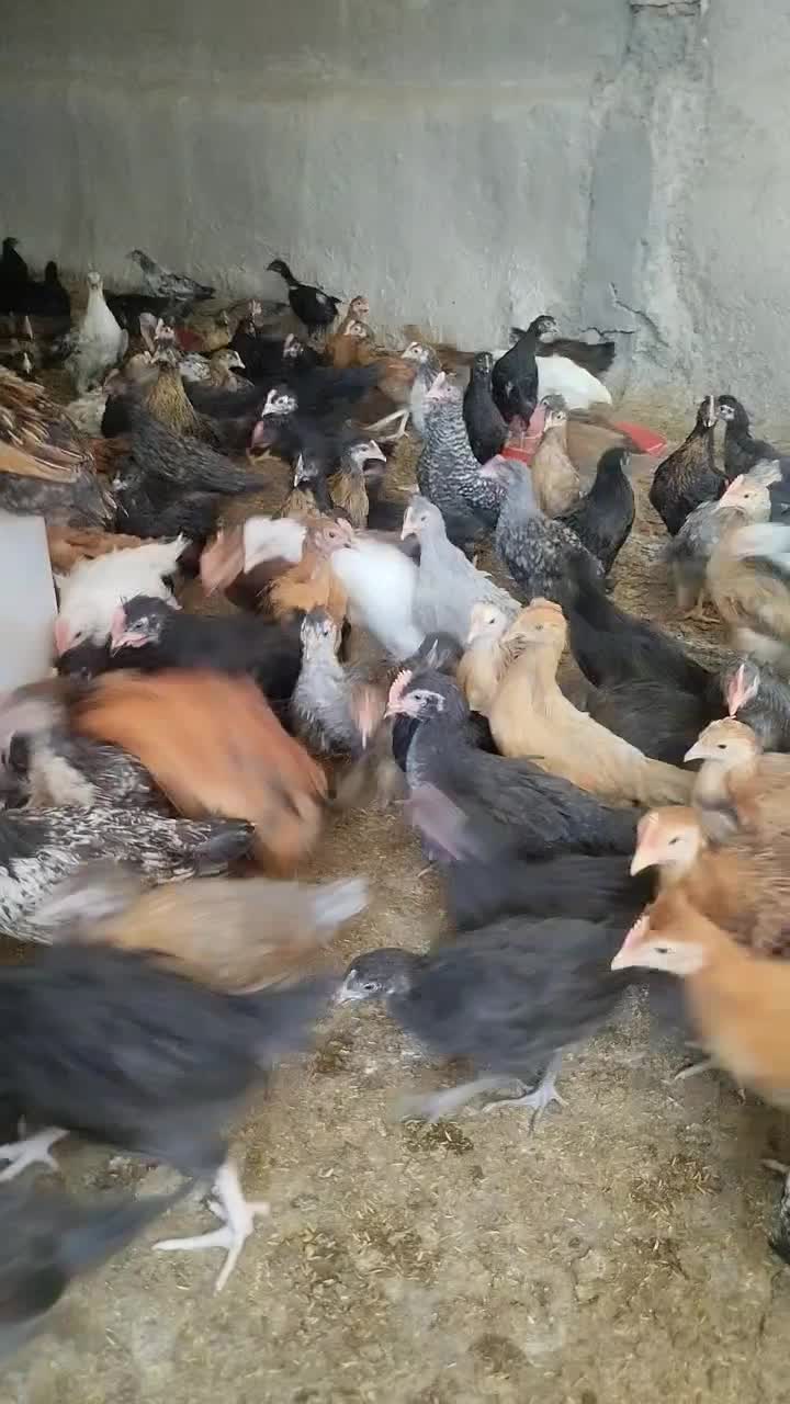 جوجه محلی|حیوانات مزرعه|مرودشت, محمد آباد|دیوار