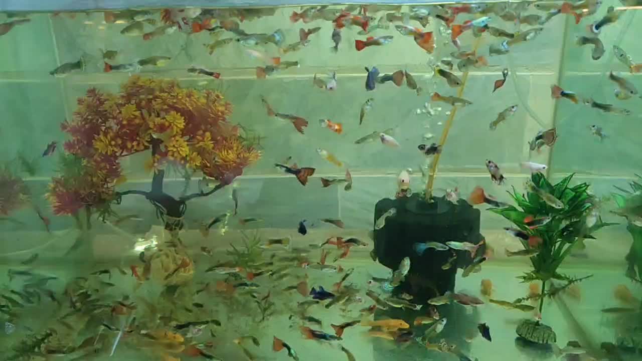 گوپی مولد و بچه ماهی|ماهی|پاکدشت, پاکدشت (مامازند)|دیوار