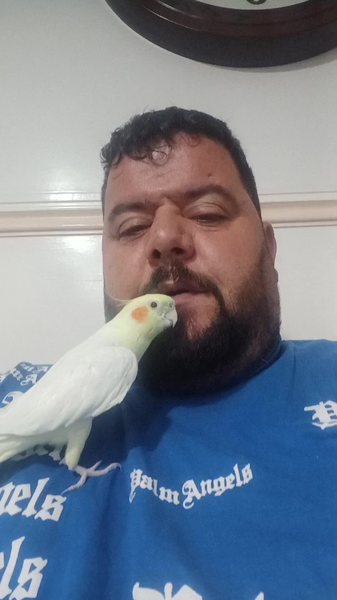 عروس هلندی سخنگو(۱۰کلمه)همراه با قفس و لوازم|پرنده|گلستان (تهران), |دیوار