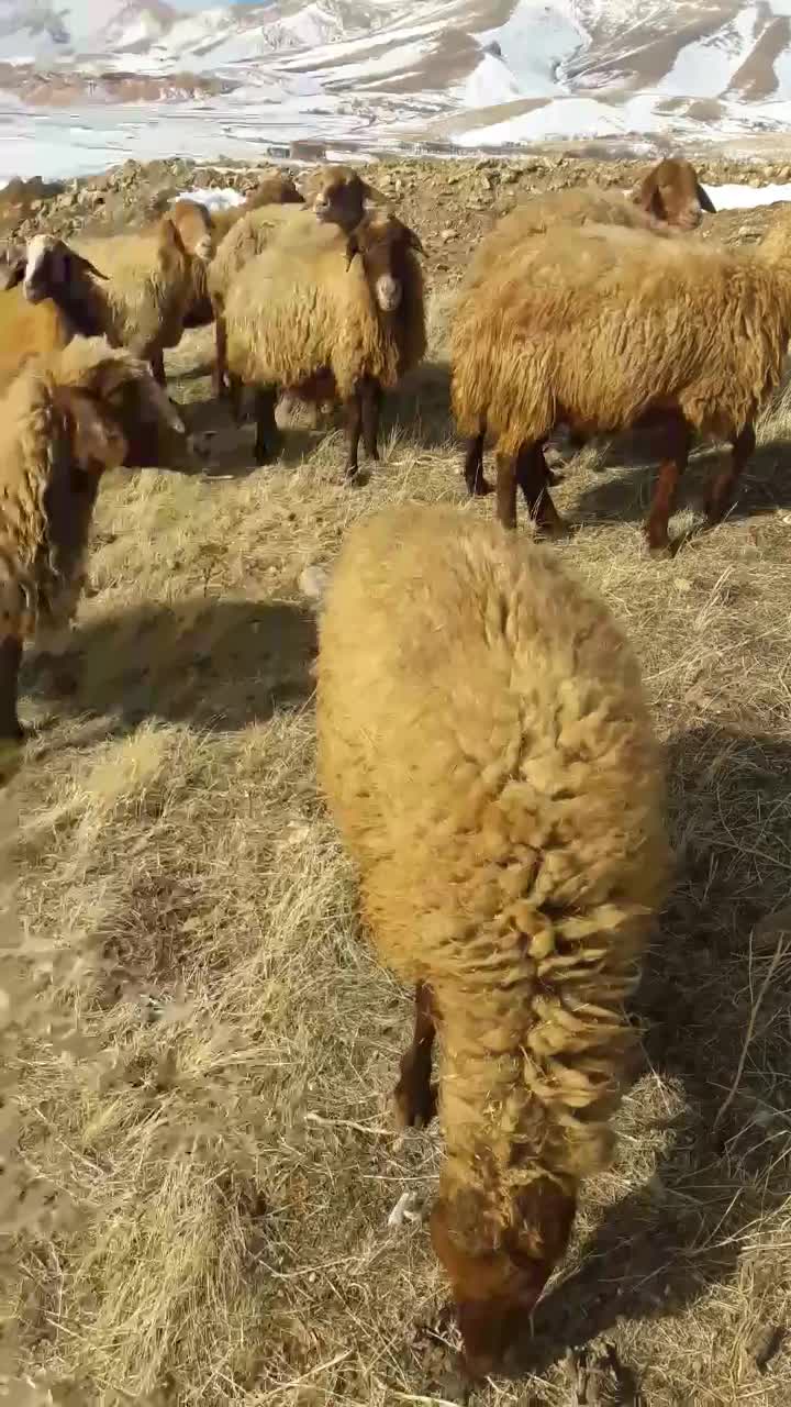 میش|حیوانات مزرعه|سنندج, |دیوار