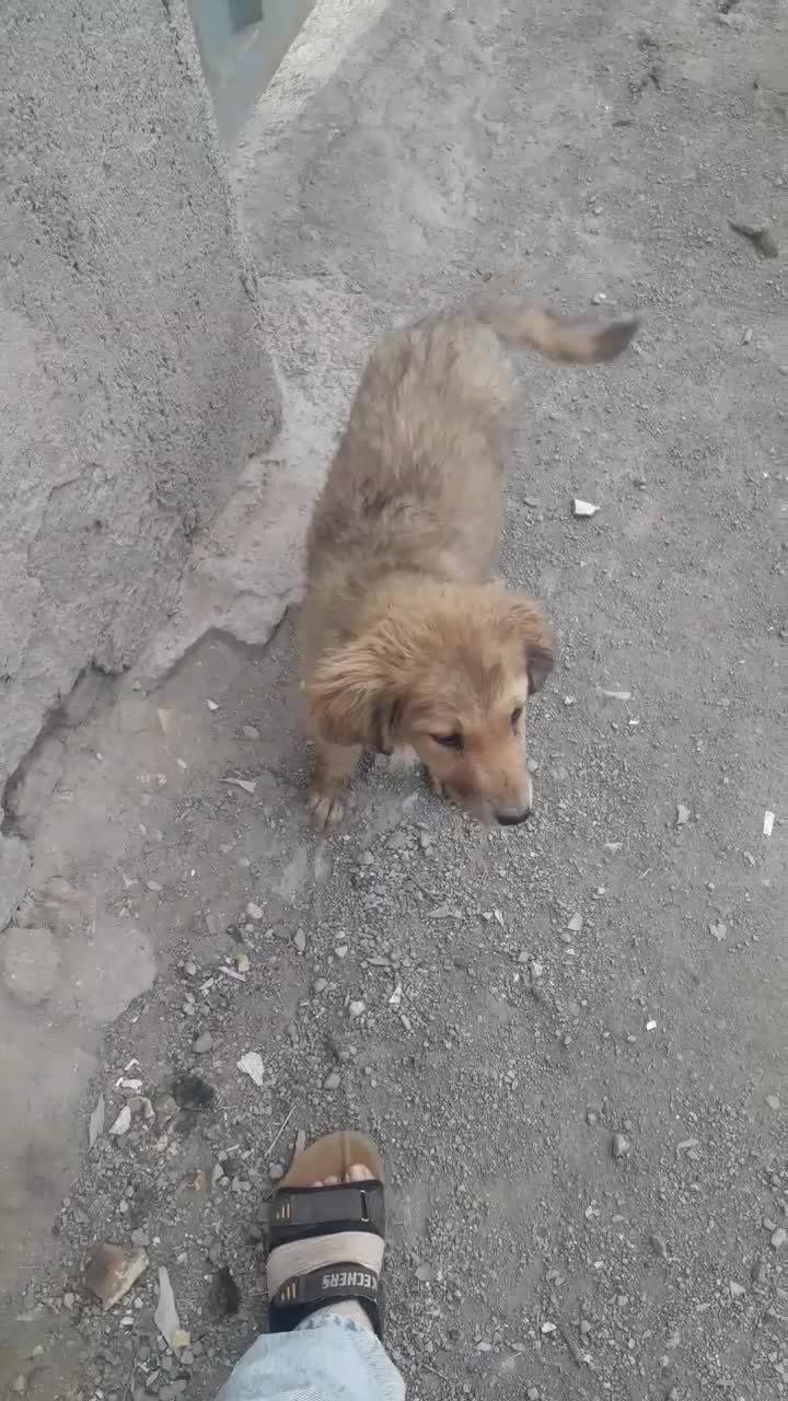 سگ .|سگ|قم, قلعه صدری|دیوار