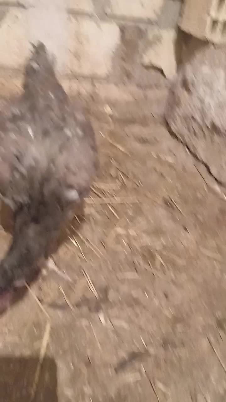 یک عدد مرغ لاری طوسی|حیوانات مزرعه|قره ضیاالدین, |دیوار