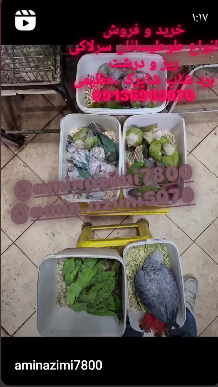 انواع نژادهای گرینچک سرلاکی تا مولد برد شاپ شاپرک|پرنده|اصفهان, حسینآباد|دیوار