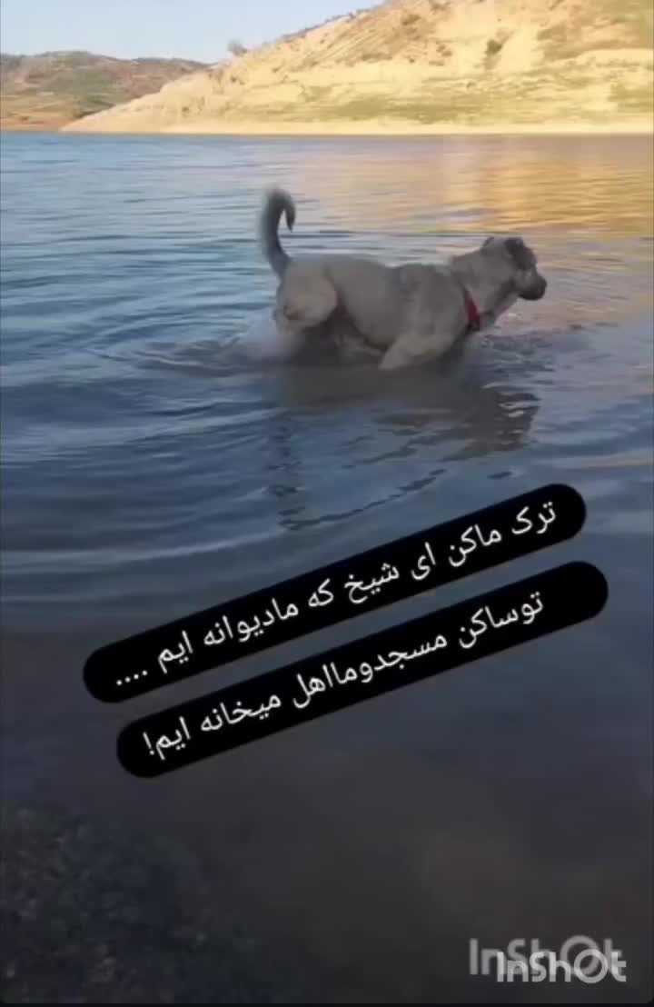 سگ دهن پاک|سگ|کوزران, |دیوار