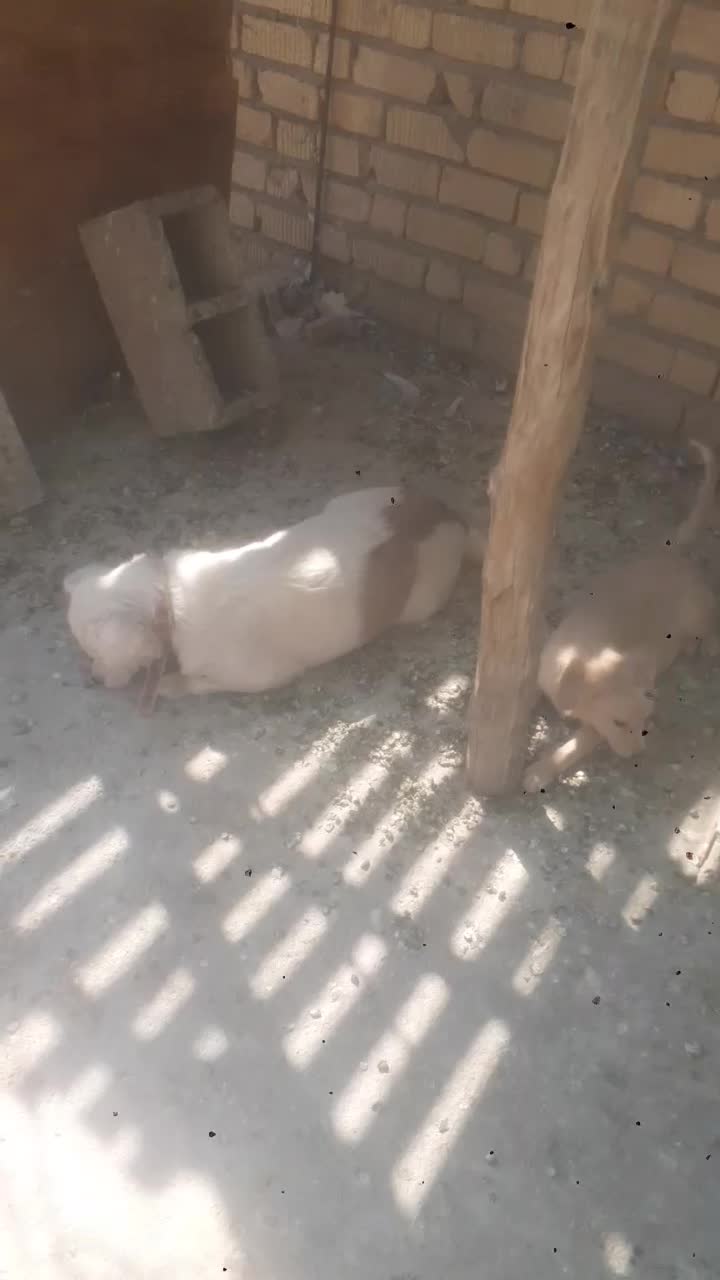 سگ پاپی|سگ|فسا, |دیوار