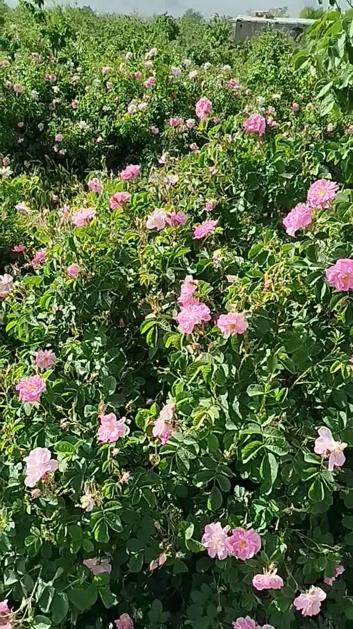 باغ 2000 متری با درختان میوه و استخر|فروش زمین و ملک کلنگی|برزک, |دیوار