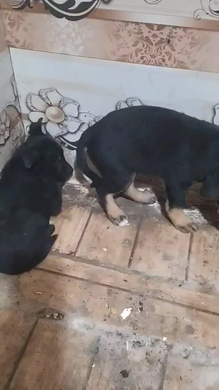 سگ دوبرمن|سگ|کارون, |دیوار