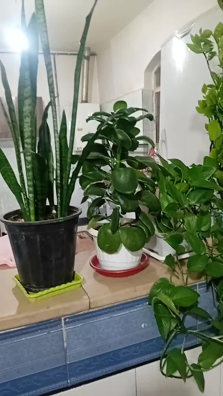 فروش گل|گل و گیاه طبیعی|دورود, |دیوار