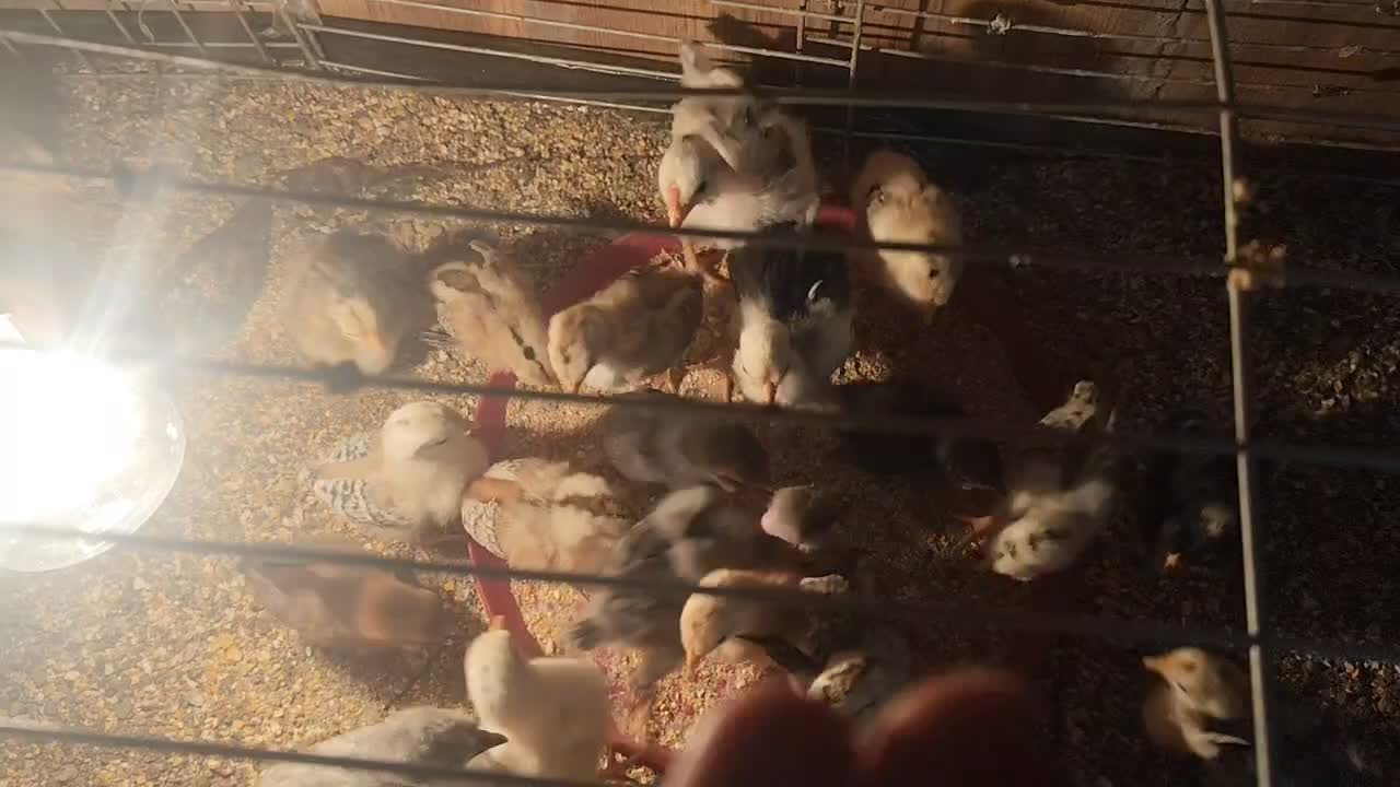 جوجه گلین|حیوانات مزرعه|سیرجان, |دیوار