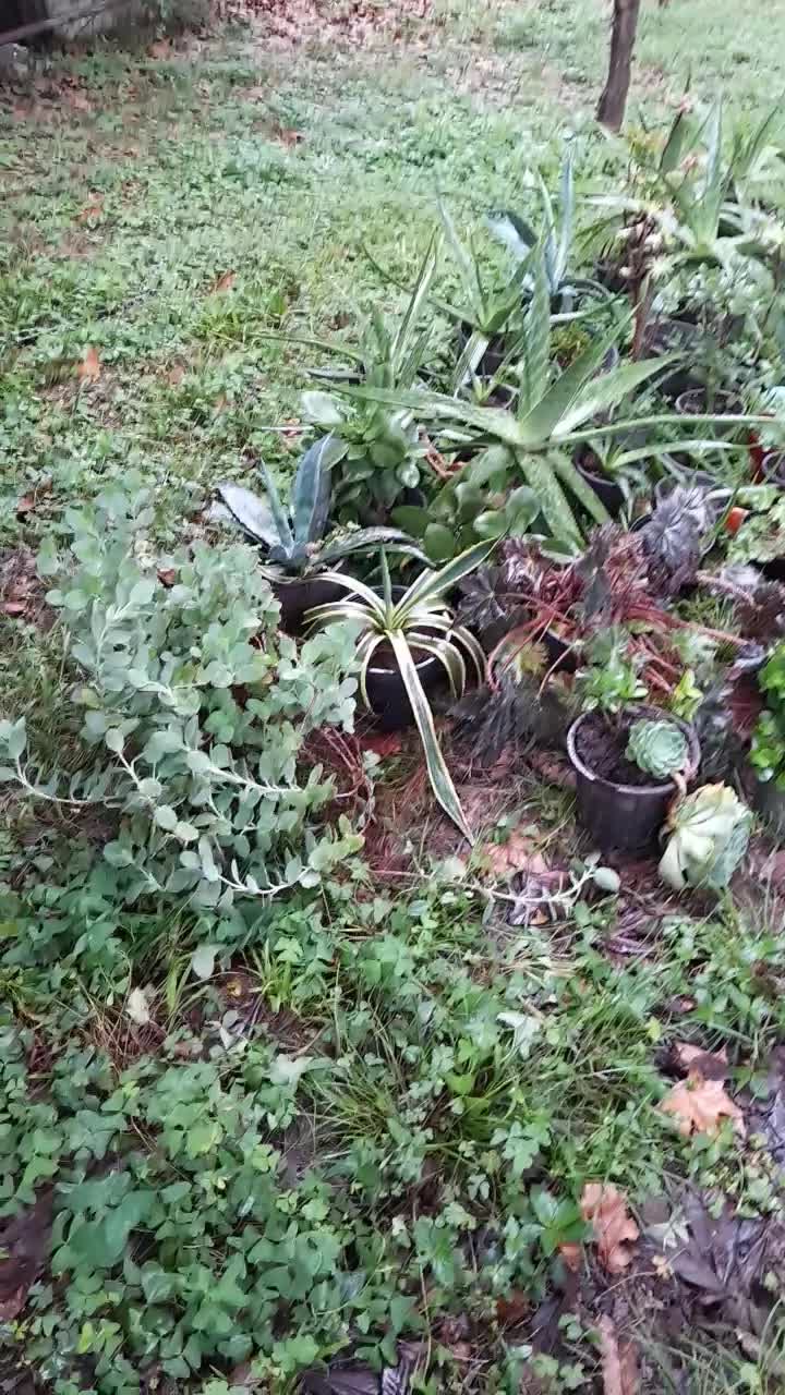 انواع گل|گل و گیاه طبیعی|کلارآباد, |دیوار