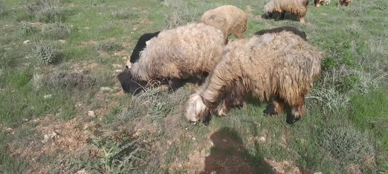 شیشک قوچ ،بره قوچ،میش وبره|حیوانات مزرعه|دورود, |دیوار