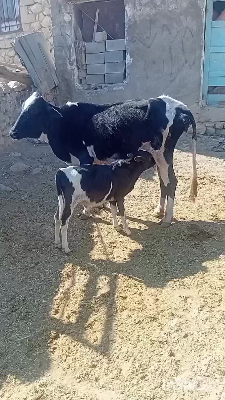 گاو وگوساله  وماده ونر|حیوانات مزرعه|اقلید, |دیوار