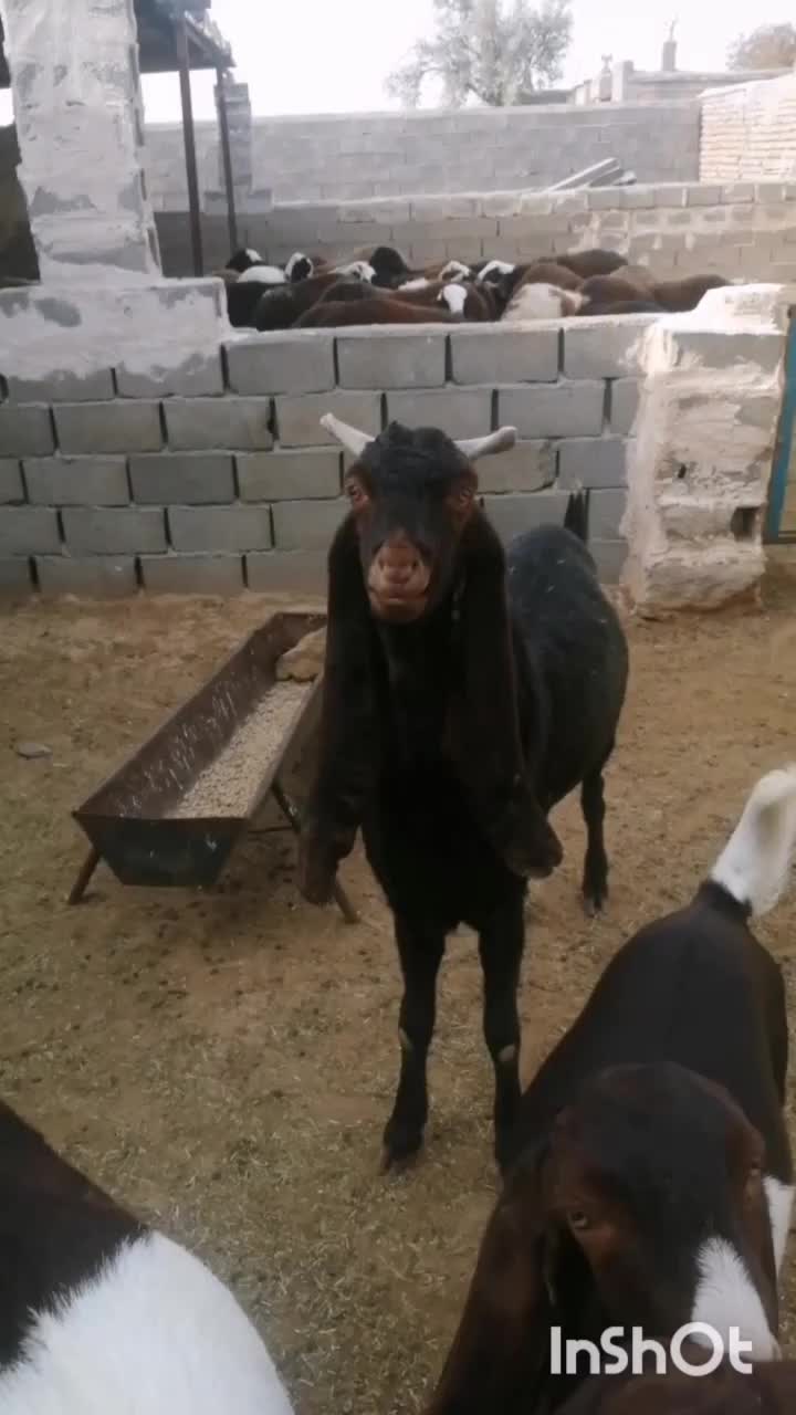 نربز پاکستانی|حیوانات مزرعه|رضویه, |دیوار