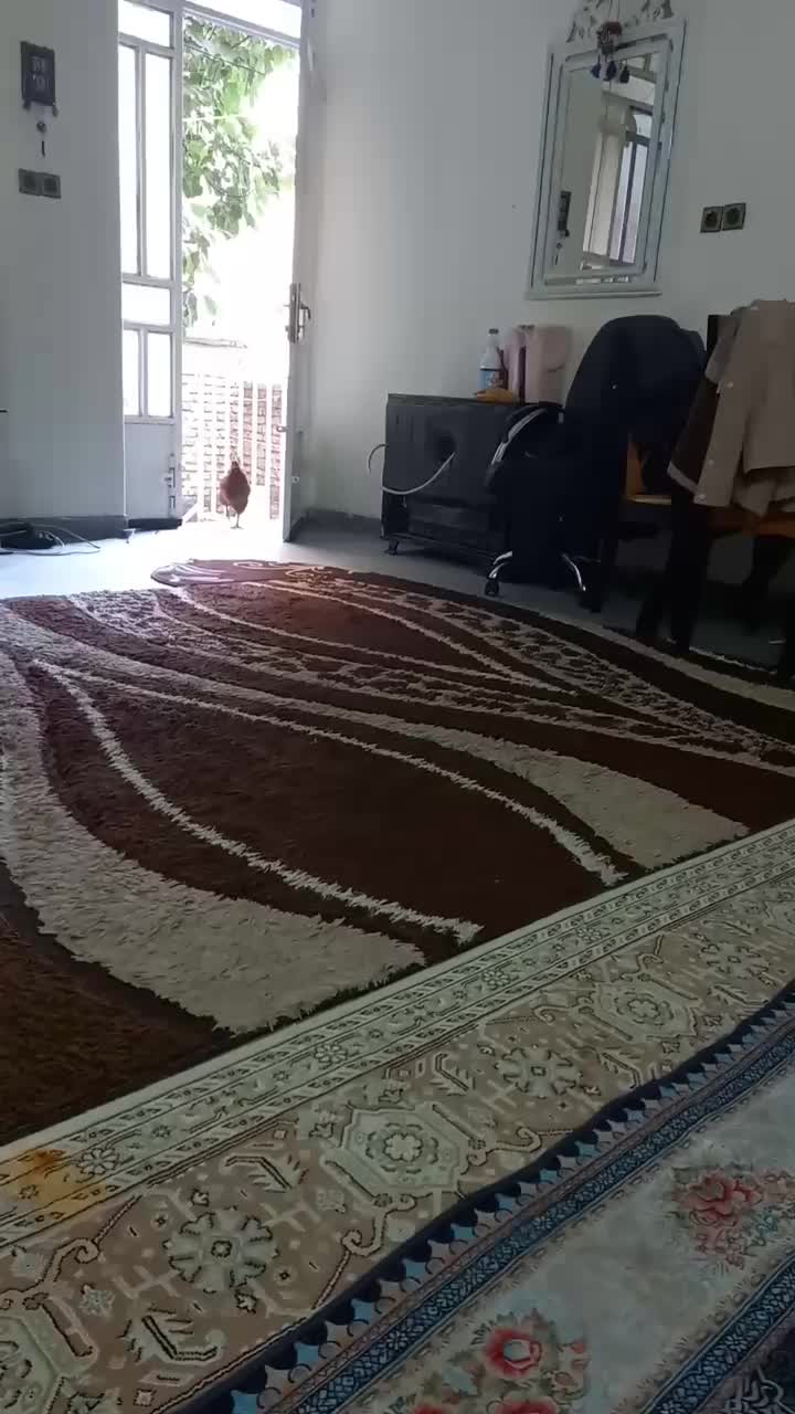سگ اشپیز|سگ|شیراز, دباغ خانه|دیوار