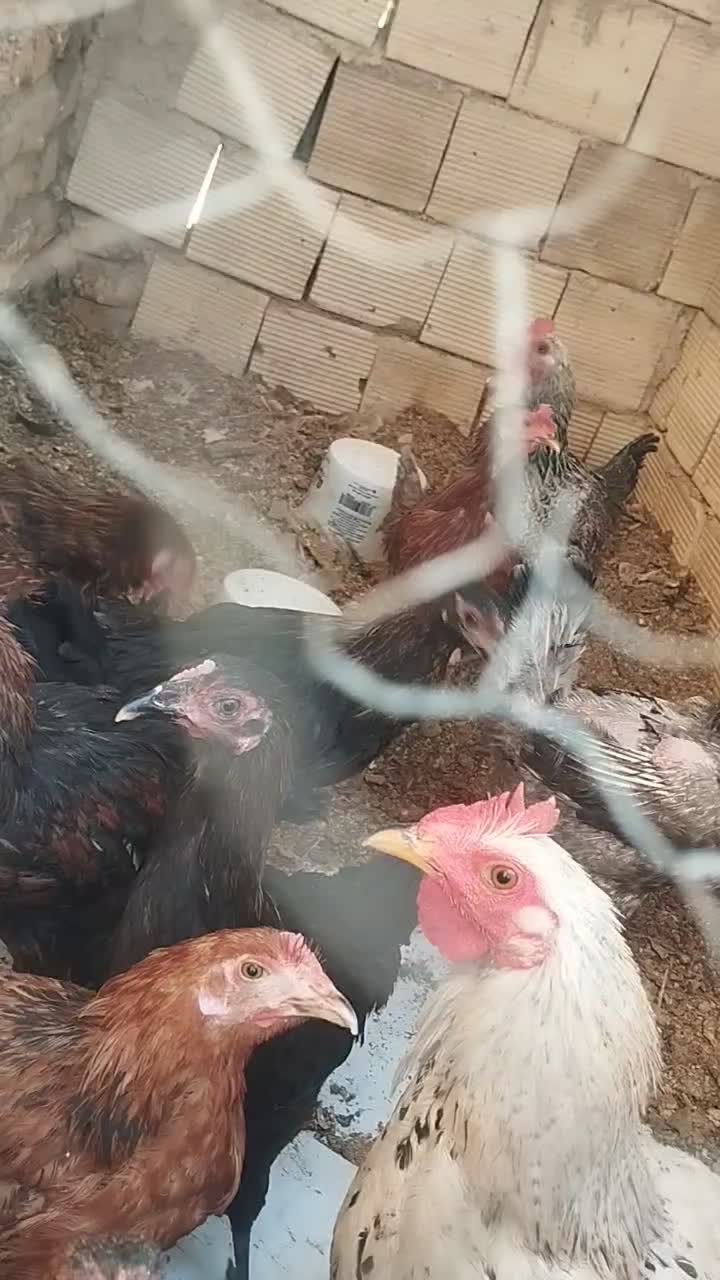 چند عددمرغ|حیوانات مزرعه|برخوار, |دیوار