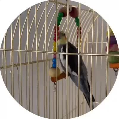 عروس هلندی گم شده|پرنده|قم, زاویه|دیوار