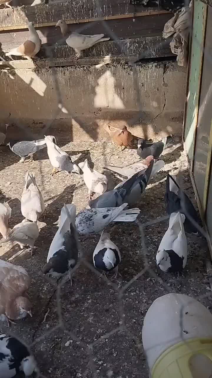 40تا کفتر|پرنده|قزوین, |دیوار