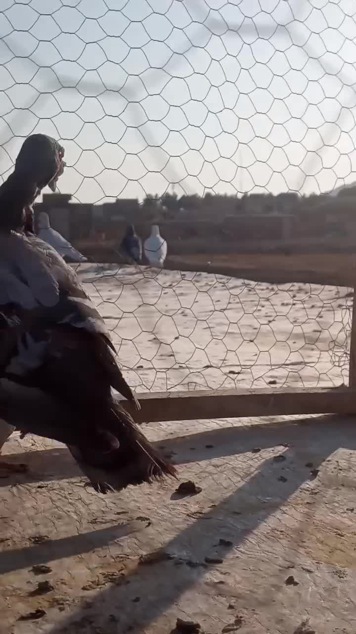 سبز|پرنده|تربت‌حیدریه, جانبازان|دیوار