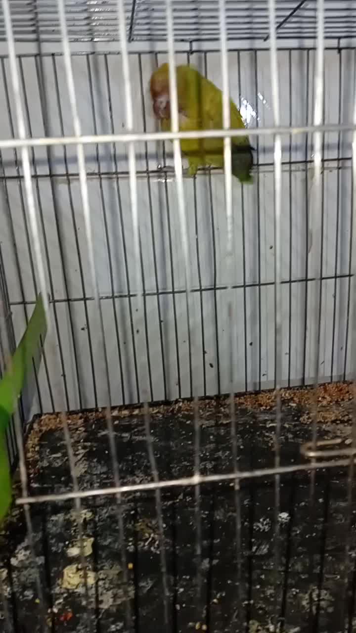 یک جفت عروس هلندی مولدباجوجه|پرنده|بجنورد, |دیوار