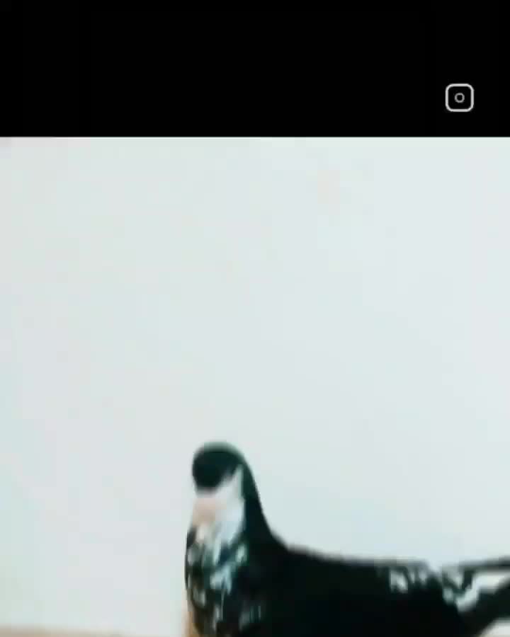 کبوتر رنگه و آلمانی سار، ساده، سفید|پرنده|نصر آباد, |دیوار