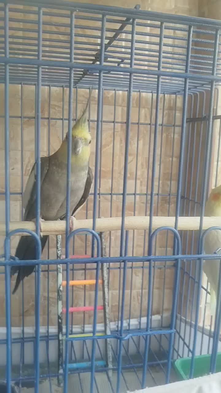 دو عدد عروس هلندی نر و ماده با قفس|پرنده|رودهن, |دیوار