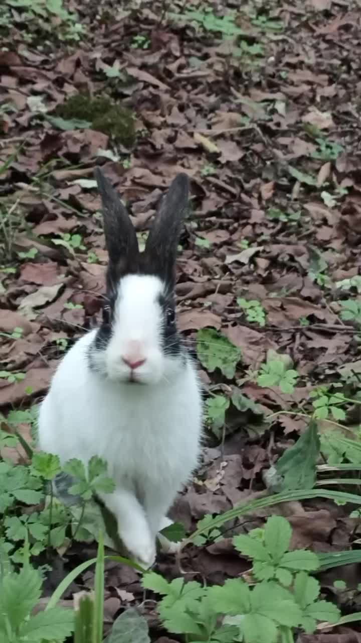 واگذاری خرگوش|موش و خرگوش|بروجرد, |دیوار