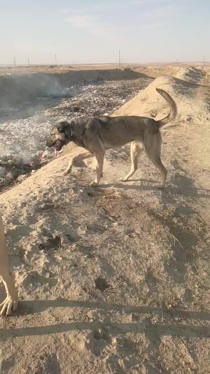 سگ عراقی ماده|سگ|کبودرآهنگ, |دیوار