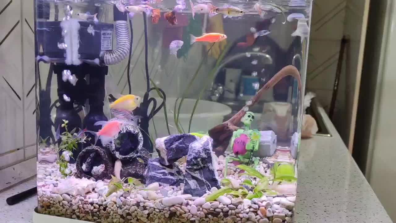 آکواریوم عروسک با متعلقات کامل رایگان|ماهی|رشت, دیانتی|دیوار