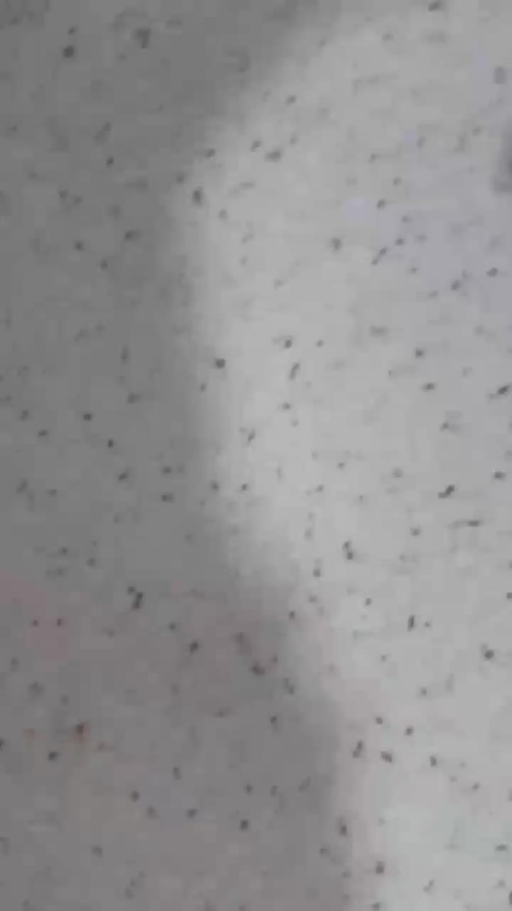 سمپاشی ساس سم پاشی تضمینی|خدمات نظافت|قدس, شهر‌قدس|دیوار