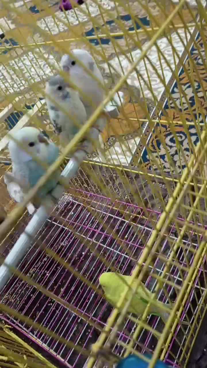 مرغ عشق|پرنده|تربت جام, میان جام|دیوار