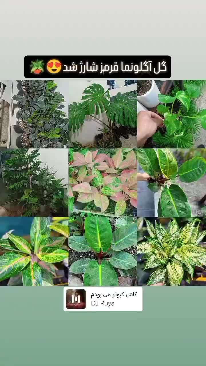 95 و95 و95 گلخونه گل|گل و گیاه طبیعی|سبزوار, امیریه|دیوار