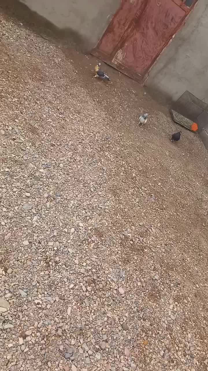 ۱۰۰هزار|پرنده|دلگان, |دیوار