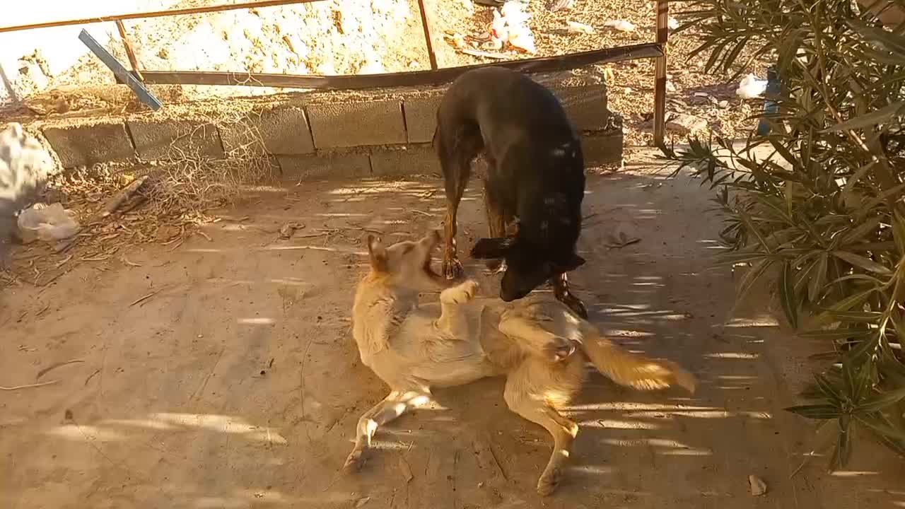 فروش سگ|سگ|ایذه, |دیوار