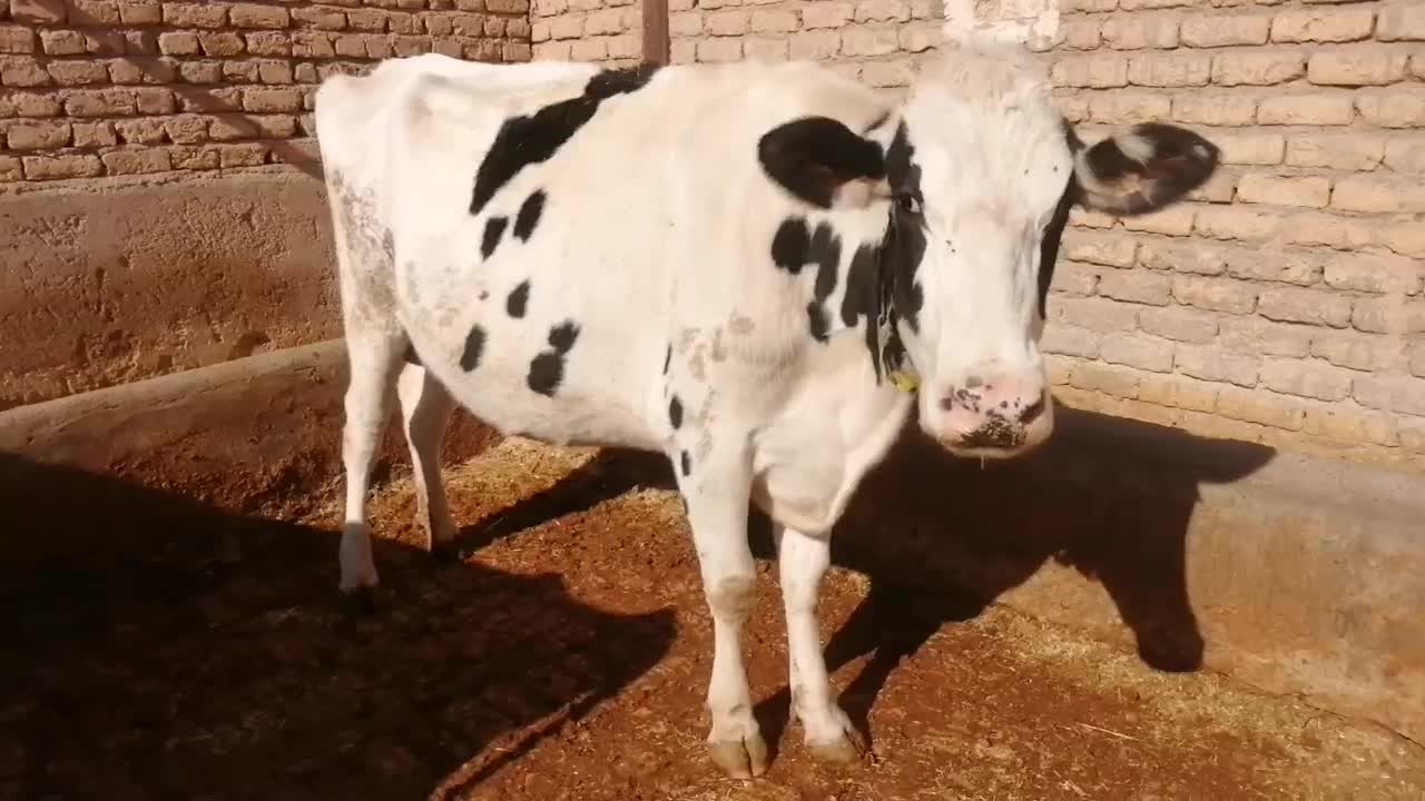 فروش گاو کشتاری جوان|حیوانات مزرعه|شال, |دیوار