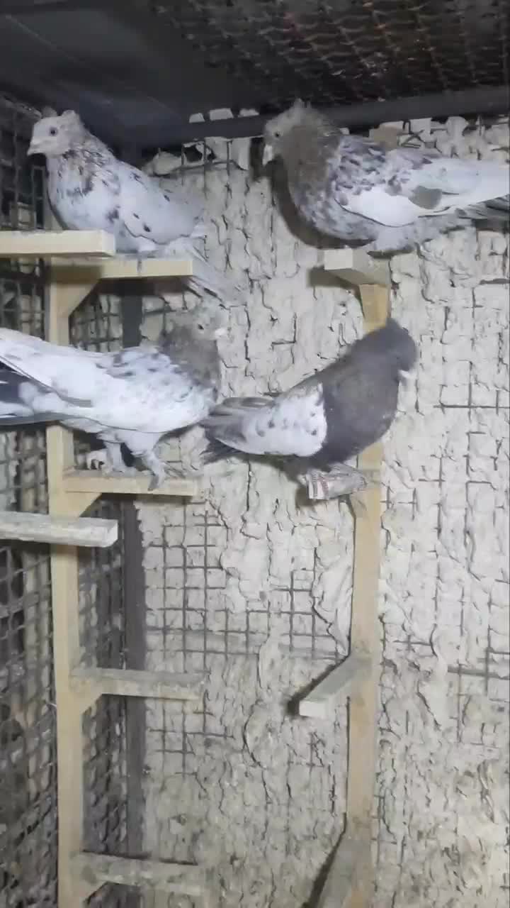 ۳تا سینه سرور ۱دونه یکت سفید|پرنده|شیراز, شهرک گلستان|دیوار