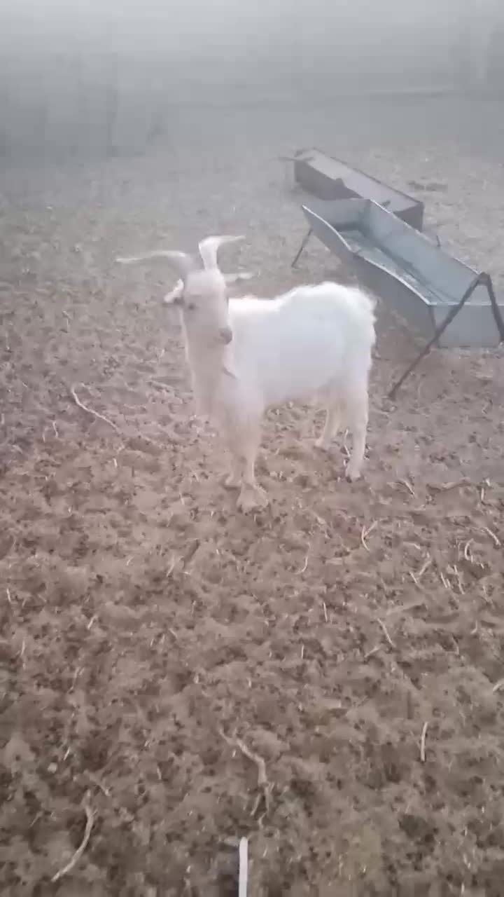 فروش شیشک قوچی و بز|حیوانات مزرعه|سرایان, |دیوار