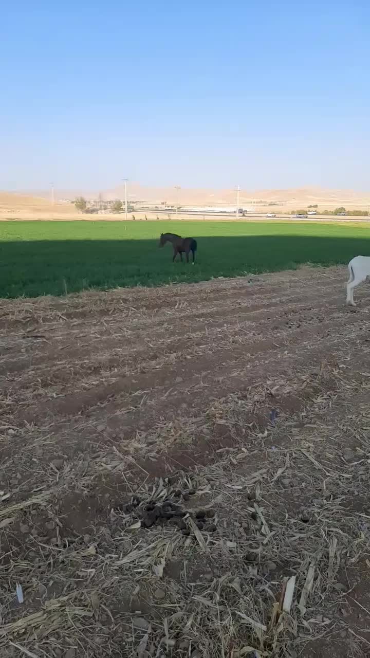 مادیون درشوری|اسب و تجهیزات اسب‌سواری|فارسان, |دیوار