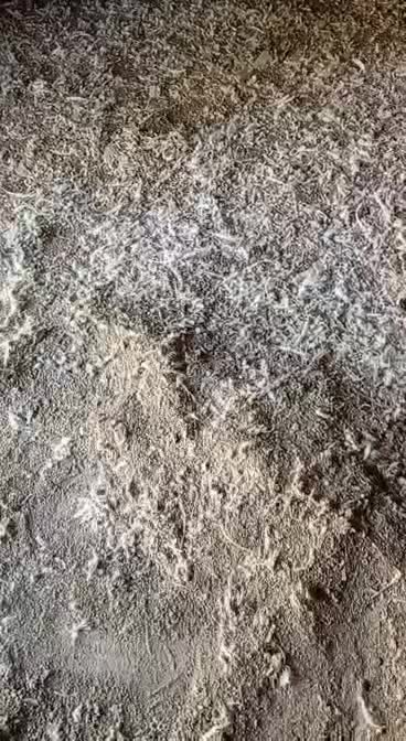 فروش انواع کودبدون واسطه|خدمات باغبانی و درختکاری|برازجان, |دیوار