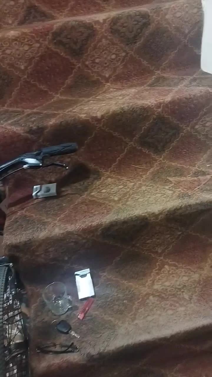 کبوتر سیاه کله سفید|پرنده|شهرکرد, |دیوار