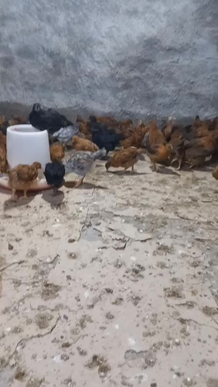 جوجه گلپایگانی|حیوانات مزرعه|گمیشان, |دیوار