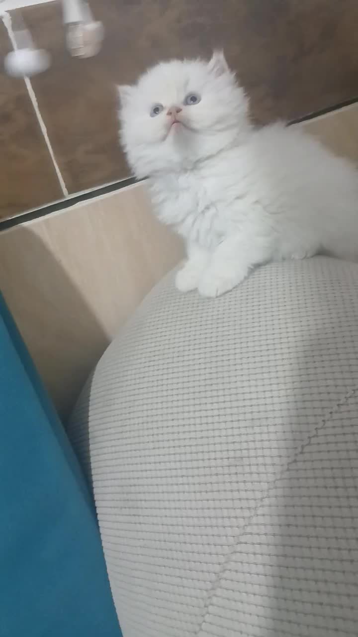 توله گربه پرشین|گربه|شیراز, کوشک میدان|دیوار